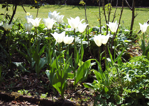 white tulips